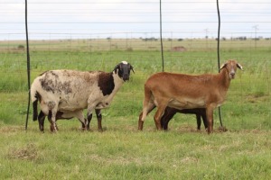 2+2X EWE DIDYMUS MEATMASTERS (PER PIECE TO TAKE THE LOT)