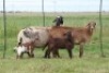 2+2X EWE DIDYMUS MEATMASTERS (PER PIECE TO TAKE THE LOT) - 2