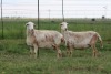 4X EWE DIDYMUS MEATMASTERS (PER PIECE TO TAKE THE LOT)