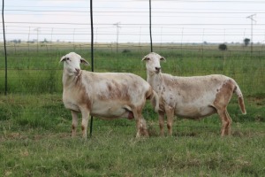 4X EWE DIDYMUS MEATMASTERS (PER PIECE TO TAKE THE LOT)