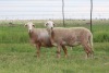 4X EWE DIDYMUS MEATMASTERS (PER PIECE TO TAKE THE LOT) - 2