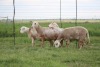 4X EWE DIDYMUS MEATMASTERS (PER PIECE TO TAKE THE LOT) - 3