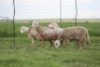 4X EWE DIDYMUS MEATMASTERS (PER PIECE TO TAKE THE LOT) - 3