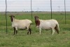 3X EWE DIDYMUS MEATMASTERS (PER PIECE TO TAKE THE LOT)