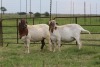 3X EWE DIDYMUS MEATMASTERS (PER PIECE TO TAKE THE LOT) - 2