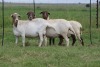 3X EWE DIDYMUS MEATMASTERS (PER PIECE TO TAKE THE LOT) - 3