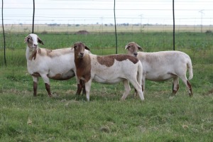 3X EWE DIDYMUS MEATMASTERS (PER PIECE TO TAKE THE LOT)