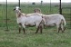 3X EWE DIDYMUS MEATMASTERS (PER PIECE TO TAKE THE LOT) - 2