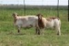 3X EWE DIDYMUS MEATMASTERS (PER PIECE TO TAKE THE LOT) - 3
