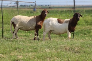 3X EWE DIDYMUS MEATMASTERS (PER PIECE TO TAKE THE LOT)