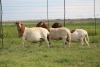 3X EWE DIDYMUS MEATMASTERS (PER PIECE TO TAKE THE LOT) - 3