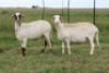 3X EWE DIDYMUS MEATMASTERS (PER PIECE TO TAKE THE LOT)