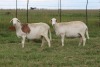 3X EWE DIDYMUS MEATMASTERS (PER PIECE TO TAKE THE LOT) - 2