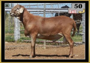 LOT 50 1X MEATMASTER RAM