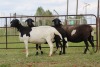 3X EWE DIDYMUS MEATMASTERS (PER PIECE TO TAKE THE LOT) - 3