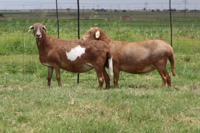 3X EWE DIDYMUS MEATMASTERS (PER PIECE TO TAKE THE LOT)