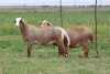 3X EWE DIDYMUS MEATMASTERS (PER PIECE TO TAKE THE LOT) - 2