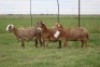 3X EWE DIDYMUS MEATMASTERS (PER PIECE TO TAKE THE LOT) - 3