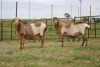 3X EWE DIDYMUS MEATMASTERS (PER PIECE TO TAKE THE LOT)