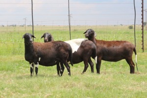 3X EWE DIDYMUS MEATMASTERS (PER PIECE TO TAKE THE LOT)