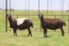 3X EWE DIDYMUS MEATMASTERS (PER PIECE TO TAKE THE LOT) - 2