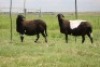 3X EWE DIDYMUS MEATMASTERS (PER PIECE TO TAKE THE LOT) - 3