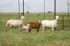 3X EWE DIDYMUS MEATMASTERS (PER PIECE TO TAKE THE LOT)