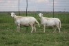 3X EWE DIDYMUS MEATMASTERS (PER PIECE TO TAKE THE LOT)