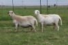 3X EWE DIDYMUS MEATMASTERS (PER PIECE TO TAKE THE LOT) - 2