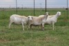 3X EWE DIDYMUS MEATMASTERS (PER PIECE TO TAKE THE LOT) - 3