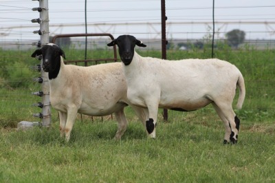 3X EWE DIDYMUS MEATMASTERS (PER PIECE TO TAKE THE LOT)