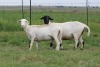 3X EWE DIDYMUS MEATMASTERS (PER PIECE TO TAKE THE LOT) - 2