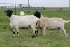 3X EWE DIDYMUS MEATMASTERS (PER PIECE TO TAKE THE LOT) - 3