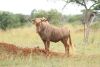 LOT 24 1x GOUE WILDEBEES BUL/GOLDEN WILDEBEEST BULL