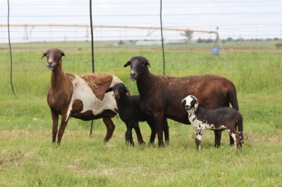 2+2X EWE DIDYMUS MEATMASTERS (PER PIECE TO TAKE THE LOT)