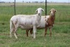 3X EWE DIDYMUS MEATMASTERS (PER PIECE TO TAKE THE LOT) - 2