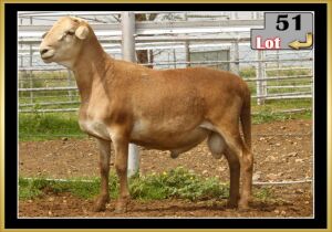 LOT 51 1X MEATMASTER RAM