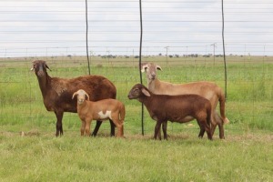 2+2X EWE DIDYMUS MEATMASTERS (PER PIECE TO TAKE THE LOT)