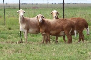 3X EWE DIDYMUS MEATMASTERS (PER PIECE TO TAKE THE LOT)