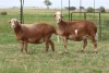 3X EWE DIDYMUS MEATMASTERS (PER PIECE TO TAKE THE LOT) - 2