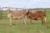 3X EWE DIDYMUS MEATMASTERS (PER PIECE TO TAKE THE LOT) - 3