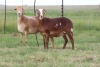 3X EWE DIDYMUS MEATMASTERS (PER PIECE TO TAKE THE LOT) - 2