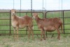 3X EWE DIDYMUS MEATMASTERS (PER PIECE TO TAKE THE LOT) - 3