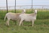 3X EWE DIDYMUS MEATMASTERS (PER PIECE TO TAKE THE LOT)