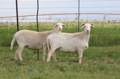 3X EWE DIDYMUS MEATMASTERS (PER PIECE TO TAKE THE LOT)