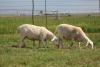 3X EWE DIDYMUS MEATMASTERS (PER PIECE TO TAKE THE LOT) - 2