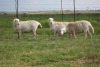 3X EWE DIDYMUS MEATMASTERS (PER PIECE TO TAKE THE LOT) - 3