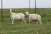 3X EWE DIDYMUS MEATMASTERS (PER PIECE TO TAKE THE LOT)