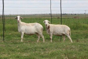 3X EWE DIDYMUS MEATMASTERS (PER PIECE TO TAKE THE LOT)