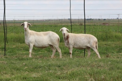 3X EWE DIDYMUS MEATMASTERS (PER PIECE TO TAKE THE LOT)